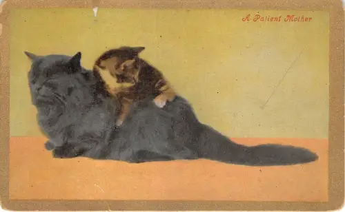 Lot341 eine geduldige Mutter Comic Postkarte Katze mit ihrem Jungtier Humor UK