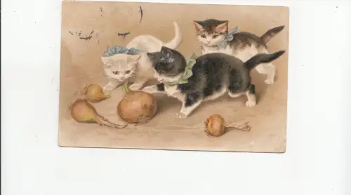 B80569 Jungen spielen mit Zwiebeln Katzen Katze Vorder-/Rückbild