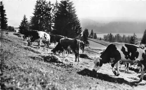 BR28379 Paturages Kuhvacher Belgien