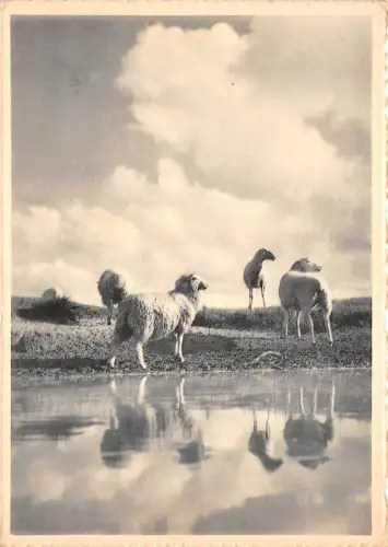 BR18085 La Zoute le Zwyn Knocke Schiffsberg Belgien