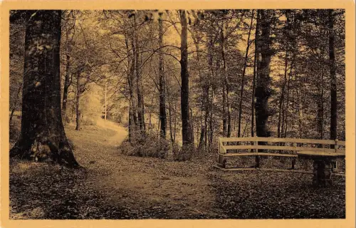 BR55233 Chemin forestier Le parc Mariemont belgien