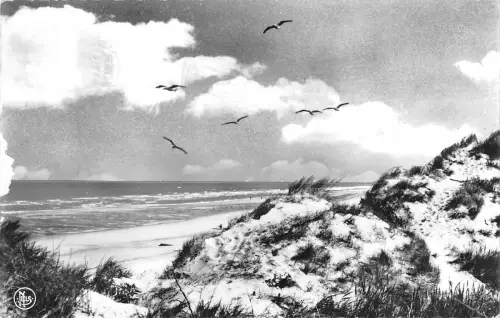 BG34457 Echtfoto Les Mouettes Luttant Dans Le Vent Belgien