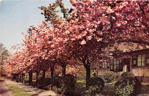 BR26354 Boitsfort le logis cersiers en fleurs Belgien