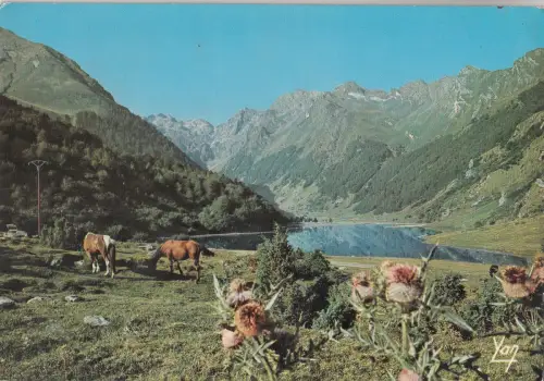 BF21686 Schnürung Kuh Vaches Frankreich Vorder-/Rückseitenbild