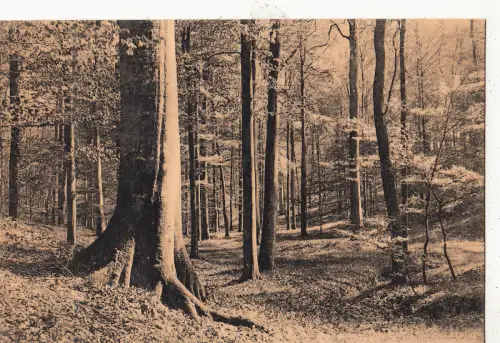 BF16214 auvallon des palisades belgien front/back image