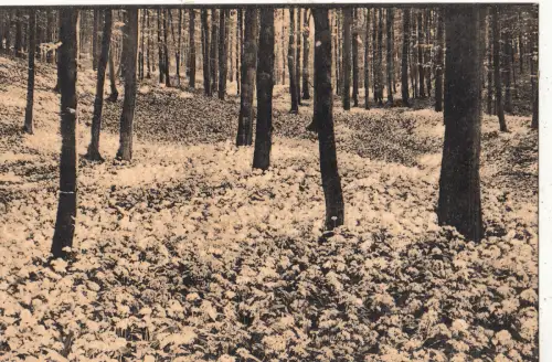 BF16217 floraison de l ail des ours belgium front/back image