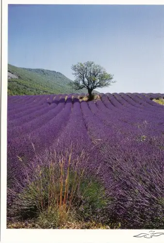 BF14797 amandier et champ de lavande france front/back image