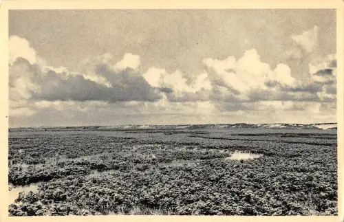 B105913 Belgien Le Zoute Le Zwin en Fleurs