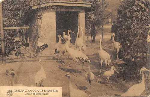 BR56094 jardin Zoologique danvers grues et echassiers birds oisseau Belgien