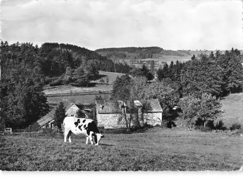 BR50616 Waimes Payage ländliche Kuhvacher Belgien