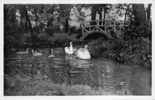 BR41634 Carlsbourg la place d eau swan cigne Belgien
