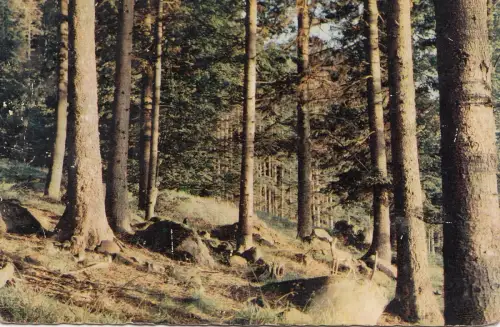 BF24272 paysage de l est la foret au soleil couchant france front/back image