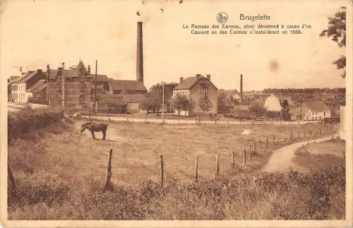 BR55934 Brugelette Le rameau des Carmes belgien