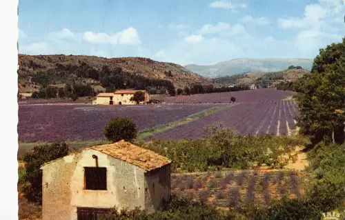 BF13051 lavande en fleurs france front/back image