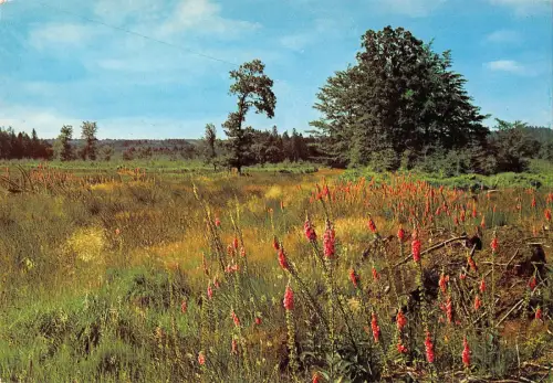 BR85679 les hautes fagnes belgien