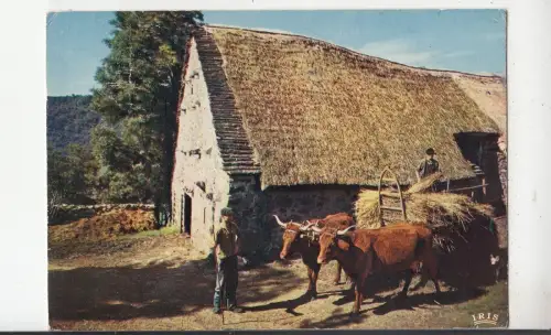BF31166 le limousin la ferme au toit de chaume cow france front/back image