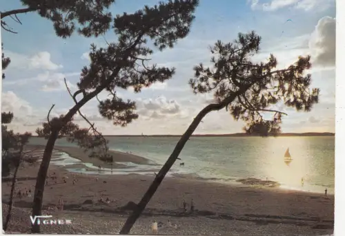 BF19808 landes soleil couchant landscape france front/back image