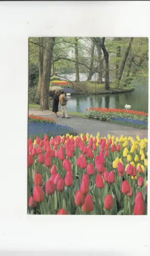 BF29864 keukenhof lisse holland netherland front/back image