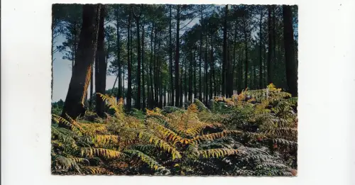 BF31491 sous bois landais france front/back image