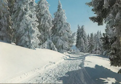 BF25166 la foret sous la neige landscape france front/back image