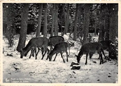 BF39203 Hirsch Cerf Saint Huber Belgien Tier Animaux