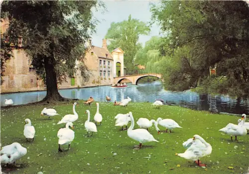 BF40054 belgium brugge ingang begijnbof swan cygne bird oiseau