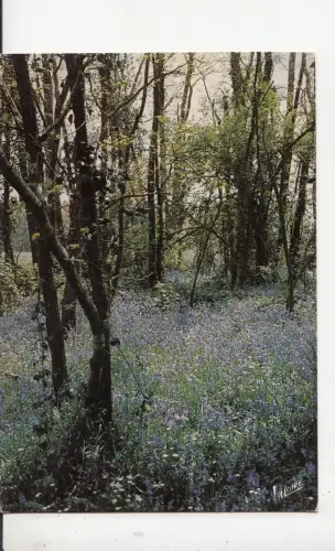 BF24321 en sologne sous bois france front/back image