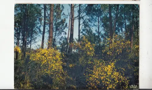 BF31813 foret de pins et genets france front/back image