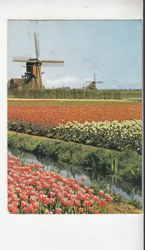 BF29209 Niederlande Windmühle Moulen a Vent Floorwers Front/Back Image