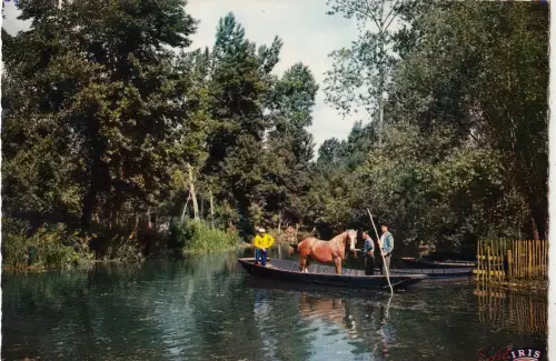 BF15727 marais poitevin passage d animaux dans la marais france front/back image