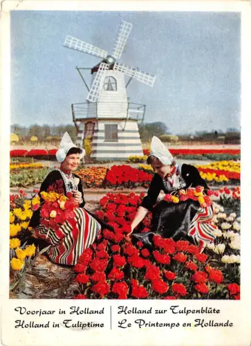 BF37632 le printemps de netherlands tulip windmill mill moulin a vent