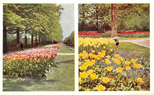BR86402 keukenhof lisse holland niederlande 1