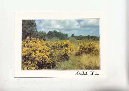 BF28902 les ajoncs d europe landscape france front/back image