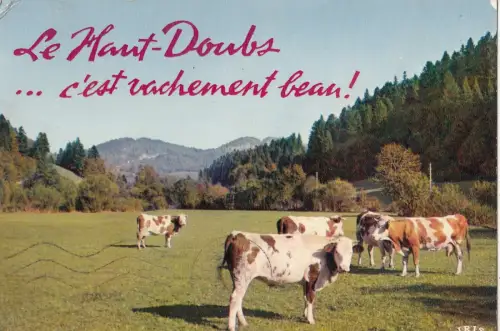 BF25376 cow vaches le haut doubs france front/back image