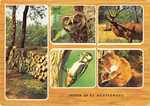 B98696 Achterhoek Cerd Hirsch Eule Spechtet Eichhörnchen Niederlande Animaux Tiere