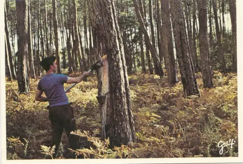 BF14210 landes resinier dans la foret france front/back image