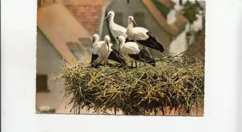 BF24443 nid de cigognes animaux animaux animals france front/back image