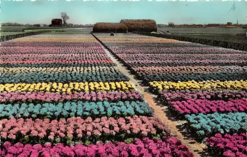 B93832 holland s bollenvelden dutch bulbfields netherlands