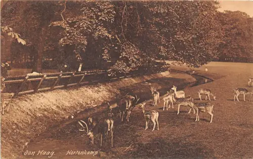 B93850 den haag herlenkamp cerf deer niederlande