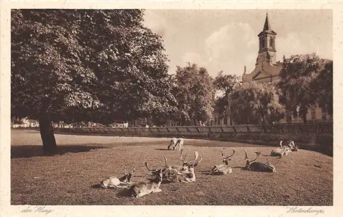 B93866 hertenkamp cerf deer den haag niederlande