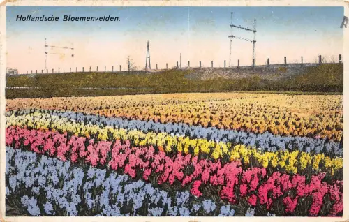 B93830 hollandsche bloemenvelden niederlande