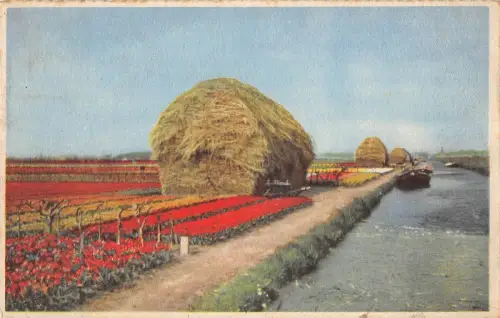 BR53121 Holland Feuri Blumen Niederlande