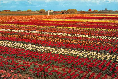 B109127 Niederlande Holland im Blumendekor Fleurs Blumen