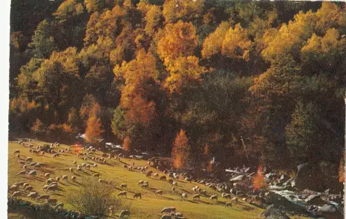 BF14367 Pastorale d Automne Schafberg Frankreich Vorder-/Hinterbild