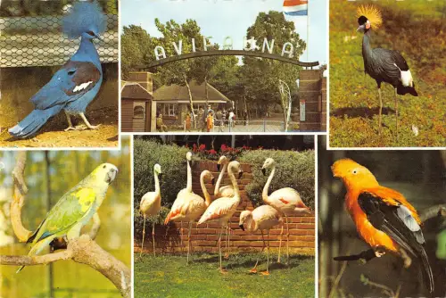 B108888 Niederlande Alphen aan de Rijn International Vogelpark