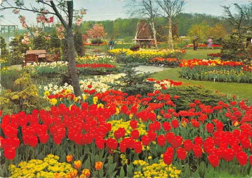 B108732 Niederlande Holland in Bloementooi Blumen Tulpen Fleurs