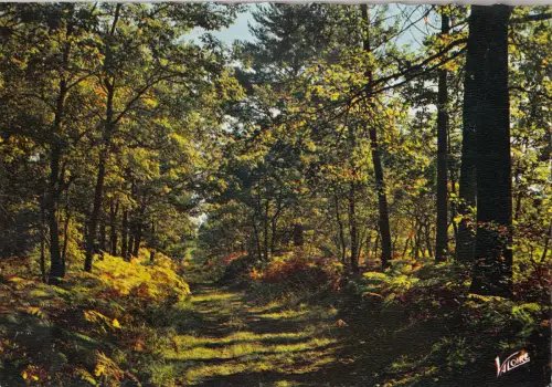 BF22427 en sologne l allee aux fougeres france front/back image