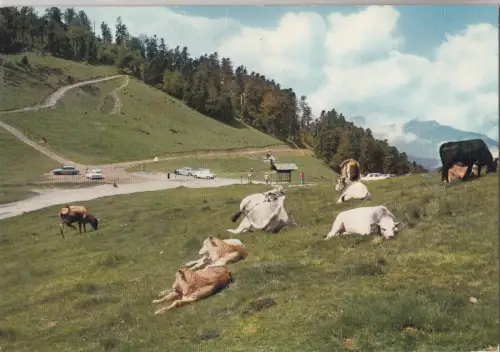 BF24280 vallee d aure le sommet du col d aspin cow france front/back image