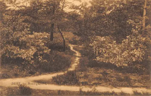 B105425 Niederlande Zeist Boschgezicht Forstweg Promeande