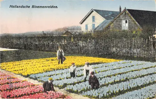 B106207 Niederlande Hollandsche Bloemenvelden Fleurs Tullips